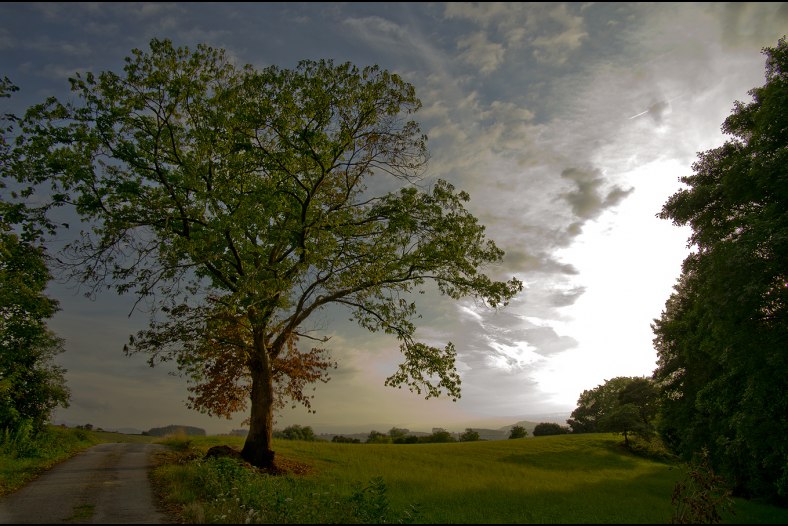 Tree at Sunset